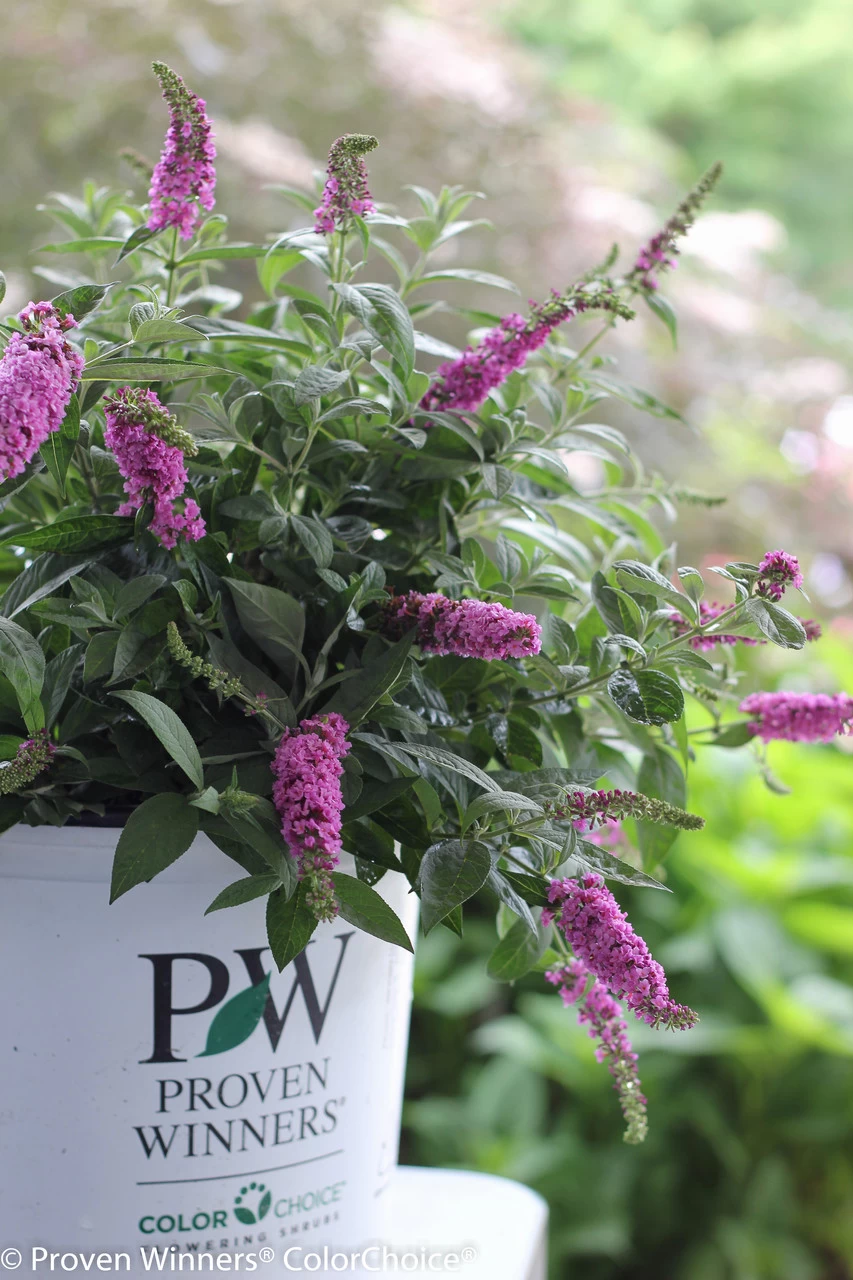 Lo And Behold® Pink Micro Chip Butterfly Bush - Image 3