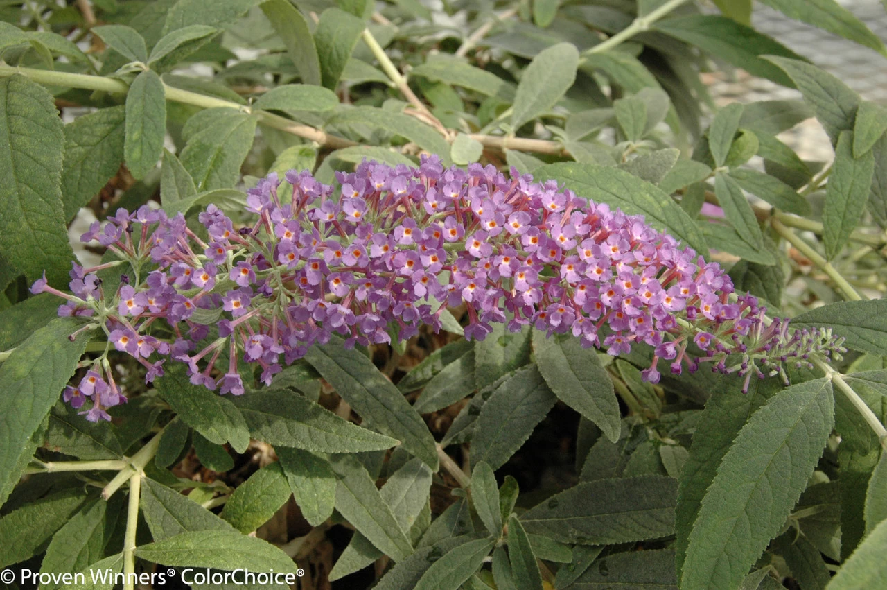 Lo And Behold® Purple Haze Butterfly Bush - Image 4