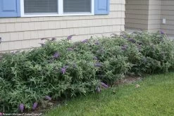 Lo And Behold® Purple Haze Butterfly Bush -Garden Plant Store Lo and Behold Purple Haze Butterfly Bush Hedge 41130.1523142934