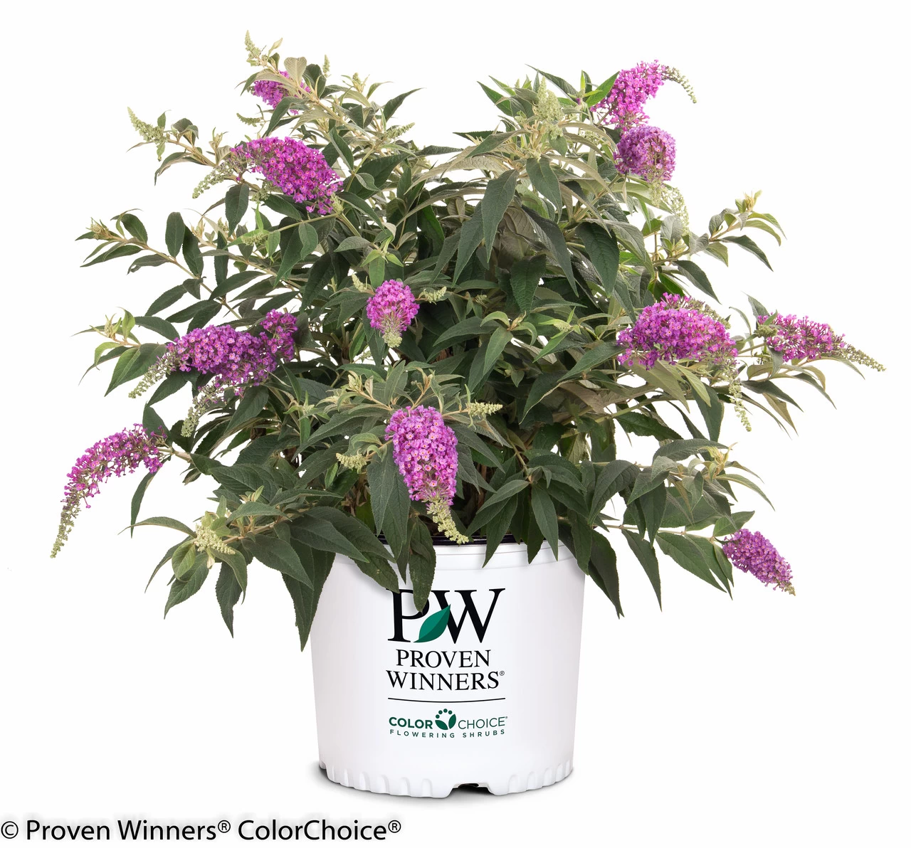 Lo And Behold® Purple Haze Butterfly Bush - Image 5