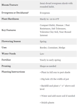 Low Rider Holly -Garden Plant Store Low Rider Holly Care Instructions 91372.1587917283