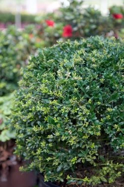 Low Rider Holly -Garden Plant Store Low Rider Holly Shrub 37310.1587917277