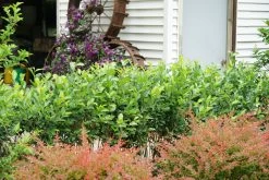 Low Scape Hedger® Aronia -Garden Plant Store Low Scape Hedger Aronia Hedge in the Garden 30403.1610563612