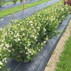 Low Scape Hedger® Aronia -Garden Plant Store Low Scape Hedger Aronia blooming in a hedge 90508.1610563629