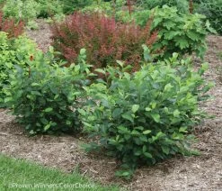 Low Scape Hedger® Aronia -Garden Plant Store Low Scape Hedger Aronia blooming shrub 85439.1610563606