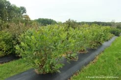 Low Scape Hedger® Aronia -Garden Plant Store Low Scape Hedger Aronia in a hedge 38742.1610563662