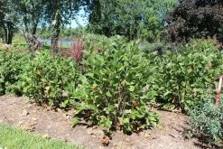 Low Scape Hedger® Aronia -Garden Plant Store Low Scape Hedger Aronia leaves 60785.1610563626