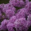 Luminary Opalescence Phlox -Garden Plant Store Luminary Opalescence Phlox Flower Clusters 29854.1612196456