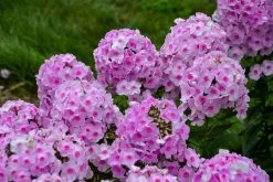 Luminary Opalescence Phlox 10 Luminary Opalescence Phlox -Garden Plant Store Luminary Opalescence Phlox Flower Petals 35396.1612196461