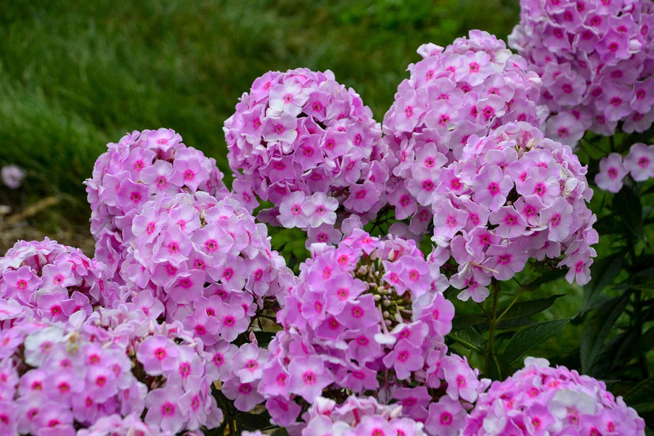 Luminary Opalescence Phlox 5 Luminary Opalescence Phlox - Image 3