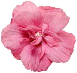 Magenta Chiffon® Rose Of Sharon -Garden Plant Store Magenta Chiffon Rose of Sharon flower petals 89246.1611595362