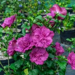 Magenta Chiffon® Rose Of Sharon -Garden Plant Store Magenta Chiffon Rose of Sharon foliage and flowers 73355.1611595360