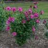 Magenta Chiffon® Rose Of Sharon -Garden Plant Store Magenta Chiffon Rose of Sharon in the garden 90180.1611595358