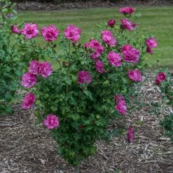 Magenta Chiffon® Rose Of Sharon