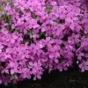 Magenta Sprite Phlox -Garden Plant Store Magenta Sprite Phlox Blooming 62608.1615504558