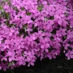 Magenta Sprite Phlox