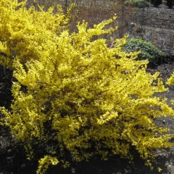 Magical® Gold Forsythia -Garden Plant Store Magical Gold Forsythia Growing in the Sunlight 35693.1669050616