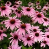 Magnus Purple Coneflower -Garden Plant Store Magnus Purple Coneflower Coverede in Flowers 79833.1649093507