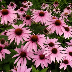 Magnus Purple Coneflower