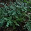 Landscape Maidenhair Fern -Garden Plant Store Maidenhair Fern 1 06969.1667190714