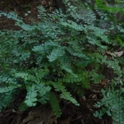 Landscape Maidenhair Fern