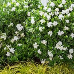 Jubilation Gardenia -Garden Plant Store Mature Jubilation Gardenia Blooming 14390.1639970847