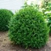NewGen Independence® Boxwood
