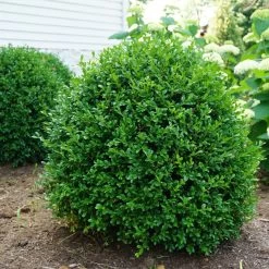 NewGen Independence® Boxwood