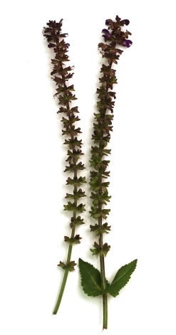 May Night Meadow Sage -Garden Plant Store May Night Meadow Sage Flower Close Up 09398.1649219135