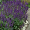 May Night Meadow Sage -Garden Plant Store May Night Meadow Sage in the Landscaping 38252.1649219105