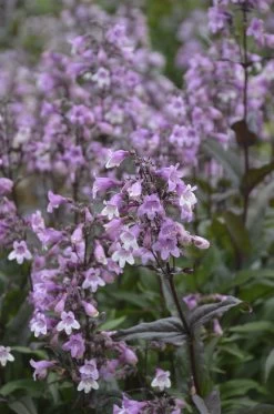 Midnight Masquerade Beardtongue -Garden Plant Store Midnight Masquerade Beardtongue Pink White Blooms Up Close 85990.1551416734