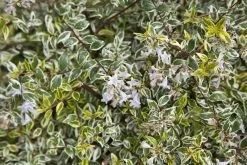 Miss Lemon Abelia -Garden Plant Store Miss Lemon Abelia Blooms 06973.1501125198