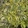 Miss Lemon Abelia -Garden Plant Store Miss Lemon Abelia Foliage 62793.1500247319 Cropped compressor 00930.1507412230