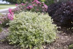 Miss Lemon Abelia -Garden Plant Store Miss Lemon Abelia Landscape 87797.1501125205