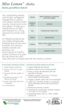 Miss Lemon Abelia -Garden Plant Store Miss Lemon Abelia Plant Care 94034.1640854798