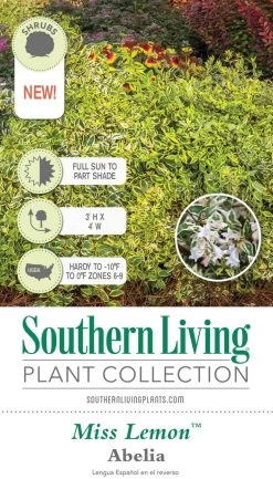 Miss Lemon Abelia -Garden Plant Store Miss Lemon Abelia Plant Tag Information 56546.1640854790