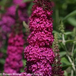 Miss Molly Butterfly Bush -Garden Plant Store Miss Molly Buddleia Blooms 66317.1523143260