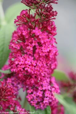 Miss Molly Butterfly Bush -Garden Plant Store Miss Molly Butterfly Bush Flower Close Up 92460.1523143313