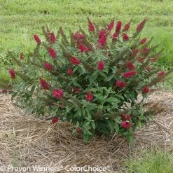 Miss Molly Butterfly Bush