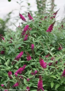 Miss Molly Butterfly Bush -Garden Plant Store Miss Molly Butterfly Bush Foliage and Flowers 27183.1523143287