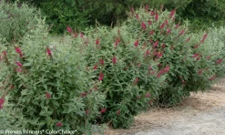 Miss Molly Butterfly Bush -Garden Plant Store Miss Molly Butterfly Bush Hedge 89423.1523143284