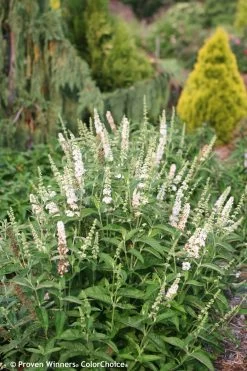 Miss Pearl Butterfly Bush -Garden Plant Store Miss Pearl Butterfly Bush in the Garden 25650.1684988801