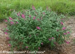 Miss Ruby Butterfly Bush -Garden Plant Store Miss Ruby Buddleia Blooming 32670.1523194845
