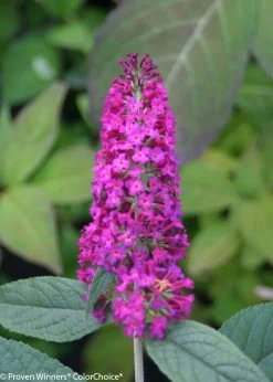 Miss Ruby Butterfly Bush -Garden Plant Store Miss Ruby Butterfly Bush Flower Close Up 43011.1523194857