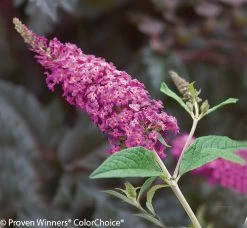 Miss Ruby Butterfly Bush -Garden Plant Store Miss Ruby Butterfly Bush Foliage and Flowers 60108.1523194842