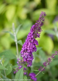 Miss Violet Butterfly Bush -Garden Plant Store Miss Violet Buddleia Blooms 84905.1523195055