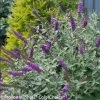 Miss Violet Butterfly Bush 2 Miss Violet Butterfly Bush -Garden Plant Store Miss Violet Butterfly Bush Blooming 45104.1523195036