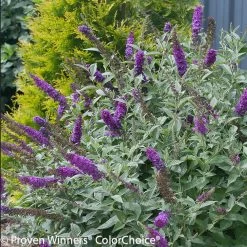 Miss Violet Butterfly Bush