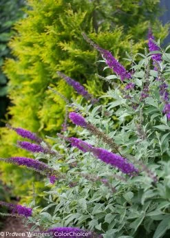 Miss Violet Butterfly Bush -Garden Plant Store Miss Violet Butterfly Bush Next To Arborvitae 46457.1523195058