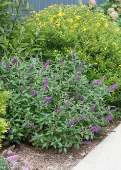 Miss Violet Butterfly Bush -Garden Plant Store Miss Violet Butterfly Bush in the Landscaping 24641.1523195065